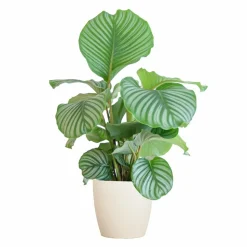LA GREEN TOUCH - Calathea orbifolia et son pot blanc - hauteur 65cm