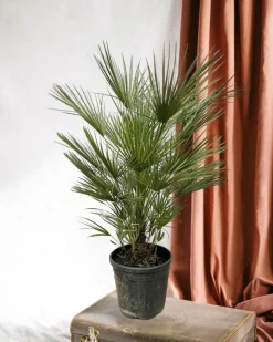 LA GREEN TOUCH - Chamaerops humilis struik 150cm - plante d'intérieur