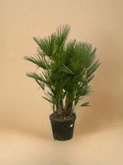 LA GREEN TOUCH - Chamaerops humilis h180cm