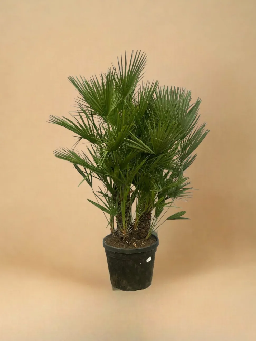 LA GREEN TOUCH - Chamaerops humilis h180cm