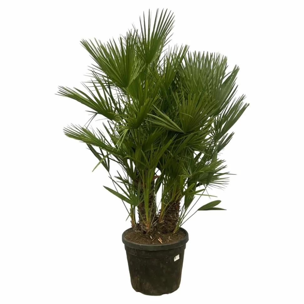 LA GREEN TOUCH - Chamaerops humilis h180cm