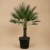 LA GREEN TOUCH - Chamaerops humilis h180cm