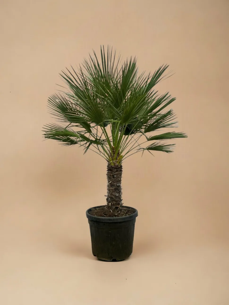 LA GREEN TOUCH - Chamaerops humilis h180cm
