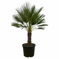 LA GREEN TOUCH - Chamaerops humilis h180cm
