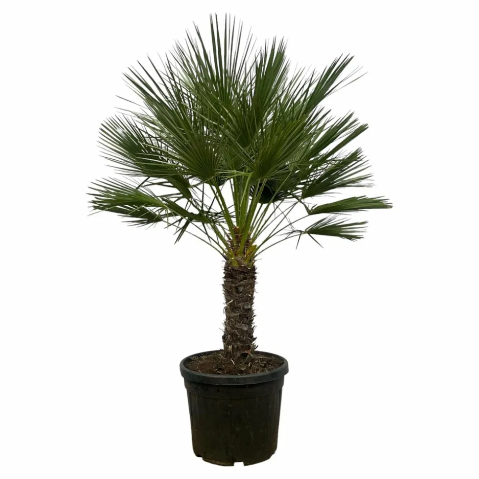 LA GREEN TOUCH - Chamaerops humilis h180cm