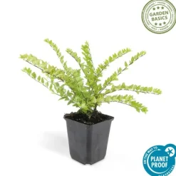 LA GREEN TOUCH - Chèvrefeuille arbustif 'maigrün' x6 – entre 0,38 et 0,5m2