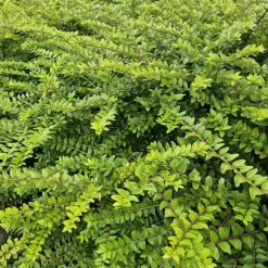 LA GREEN TOUCH - Chèvrefeuille arbustif 'maigrün' x6 – entre 0,38 et 0,5m2