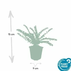 LA GREEN TOUCH - Chèvrefeuille arbustif 'maigrün' x20 – entre 1,25 et 1,67m2