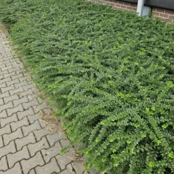 LA GREEN TOUCH - Chèvrefeuille arbustif 'maigrün' x20 – entre 1,25 et 1,67m2