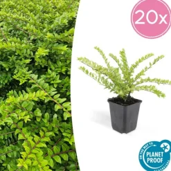 LA GREEN TOUCH - Chèvrefeuille arbustif 'maigrün' x20 – entre 1,25 et 1,67m2