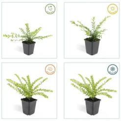 LA GREEN TOUCH - Chèvrefeuille arbustif 'maigrün' x12 – entre 0,75 et 1m2