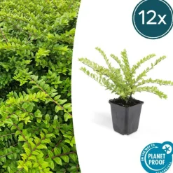 LA GREEN TOUCH - Chèvrefeuille arbustif 'maigrün' x12 – entre 0,75 et 1m2