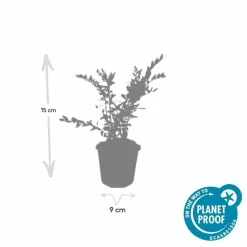 LA GREEN TOUCH - Chèvrefeuille à cupule 'purple pearl' x60 – entre 3,75 et 5m2