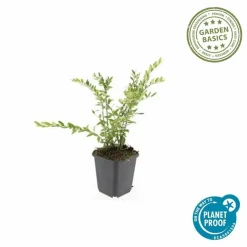 LA GREEN TOUCH - Chèvrefeuille à cupule x12 – entre 0,75 et 1m2