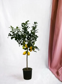 LA GREEN TOUCH - Citronnier 150cm - plante d'intérieur