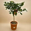LA GREEN TOUCH - Citrus lemon - 80 cm - ø22cm