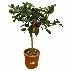 LA GREEN TOUCH - Citrus lemon - 80 cm - ø22cm