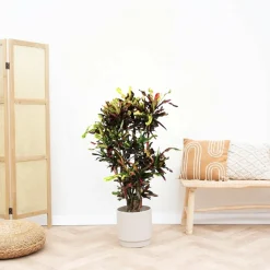 LA GREEN TOUCH - Codiaeum croton coloré 120cm - plante d'intérieur