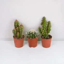 LA GREEN TOUCH - Coffret cactus - lot de 10 plantes, h13cm