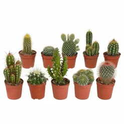 LA GREEN TOUCH - Coffret cactus - lot de 10 plantes, h13cm