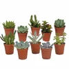 LA GREEN TOUCH - Coffret de cactus & succulentes
