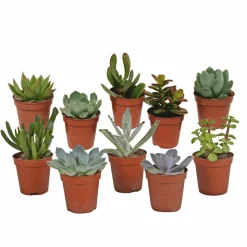 LA GREEN TOUCH - Coffret de cactus & succulentes