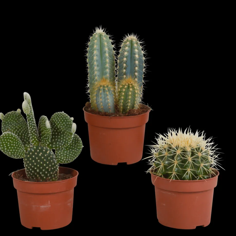 LA GREEN TOUCH - Coffret de cactus & succulentes