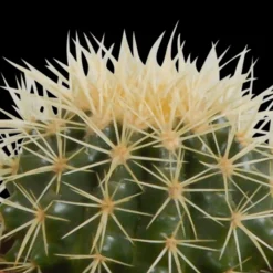 LA GREEN TOUCH - Coffret de cactus & succulentes