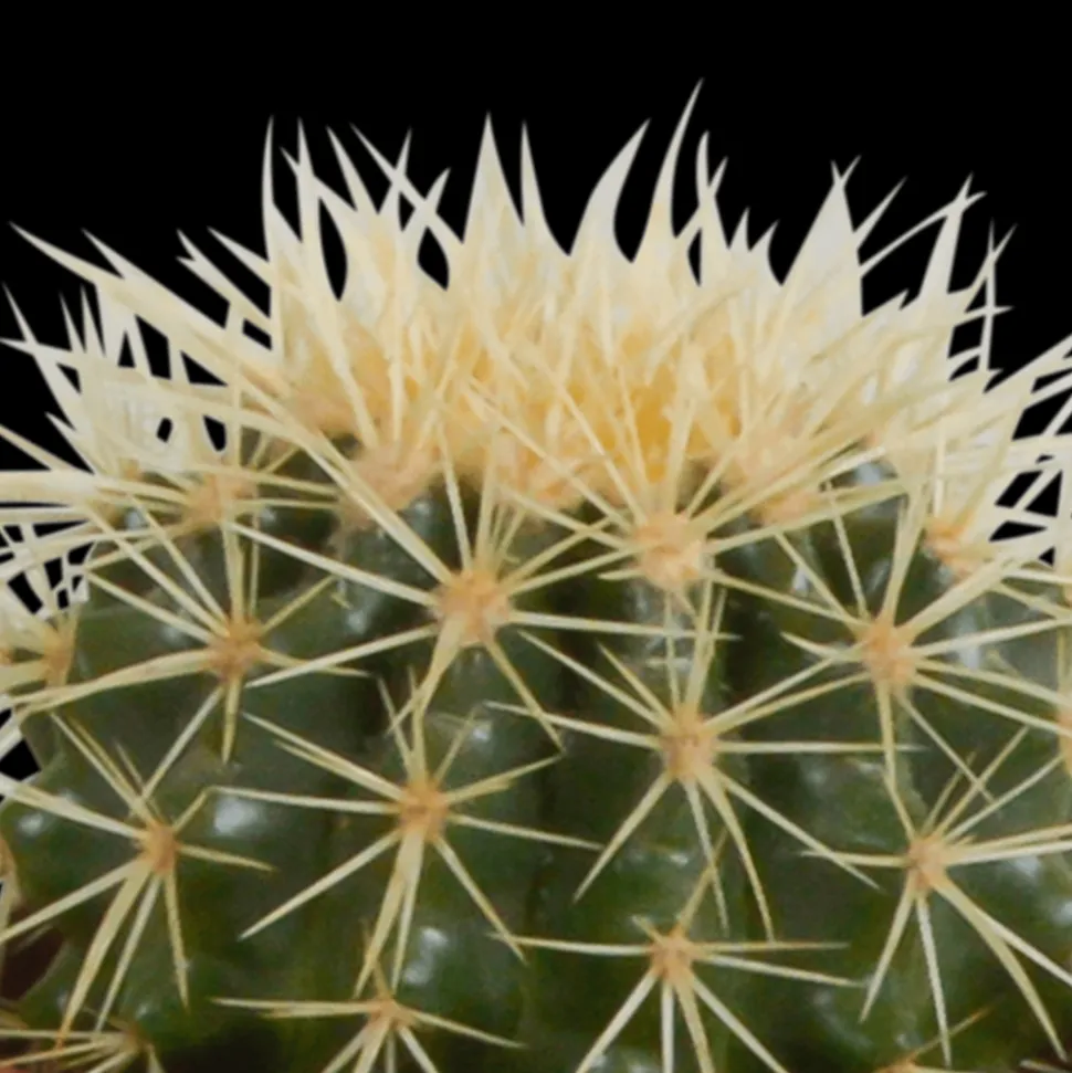 LA GREEN TOUCH - Coffret de cactus & succulentes