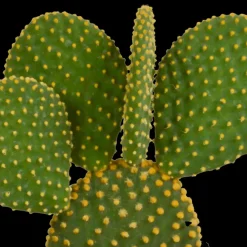 LA GREEN TOUCH - Coffret de cactus & succulentes