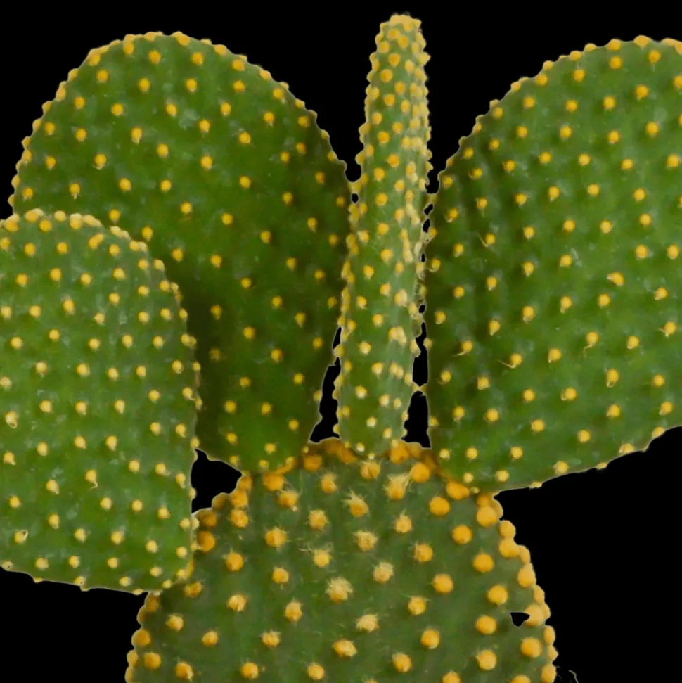 LA GREEN TOUCH - Coffret de cactus & succulentes