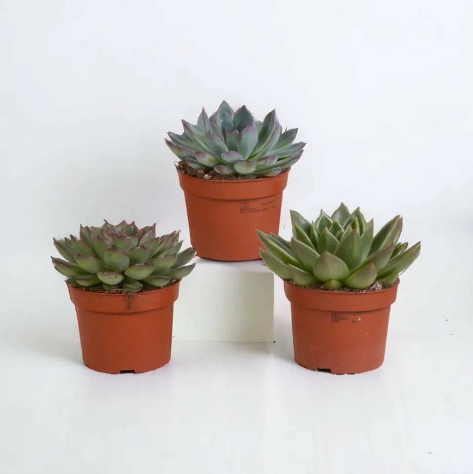 LA GREEN TOUCH - Coffret echeveria - lot de 3 plantes, h21cm