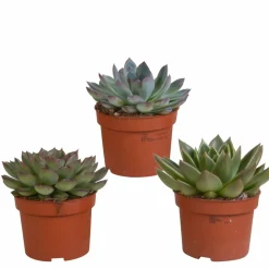 LA GREEN TOUCH - Coffret echeveria - lot de 3 plantes, h21cm