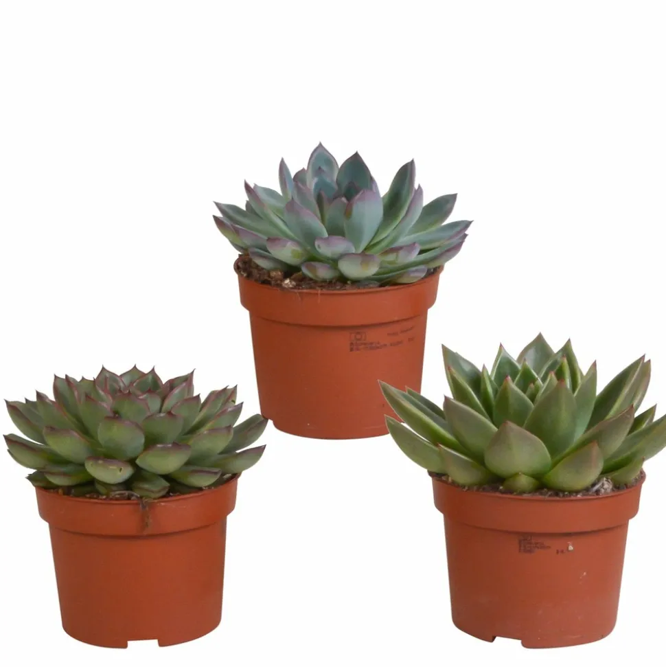 LA GREEN TOUCH - Coffret echeveria - lot de 3 plantes, h21cm