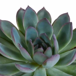 LA GREEN TOUCH - Coffret echeveria - lot de 3 plantes, h21cm