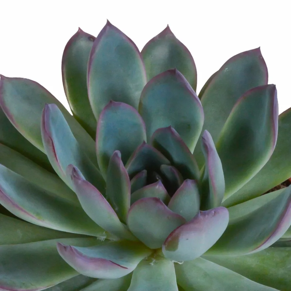 LA GREEN TOUCH - Coffret echeveria - lot de 3 plantes, h21cm