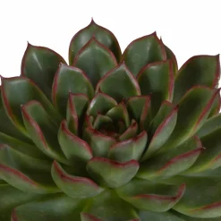 LA GREEN TOUCH - Coffret echeveria - lot de 3 plantes, h21cm