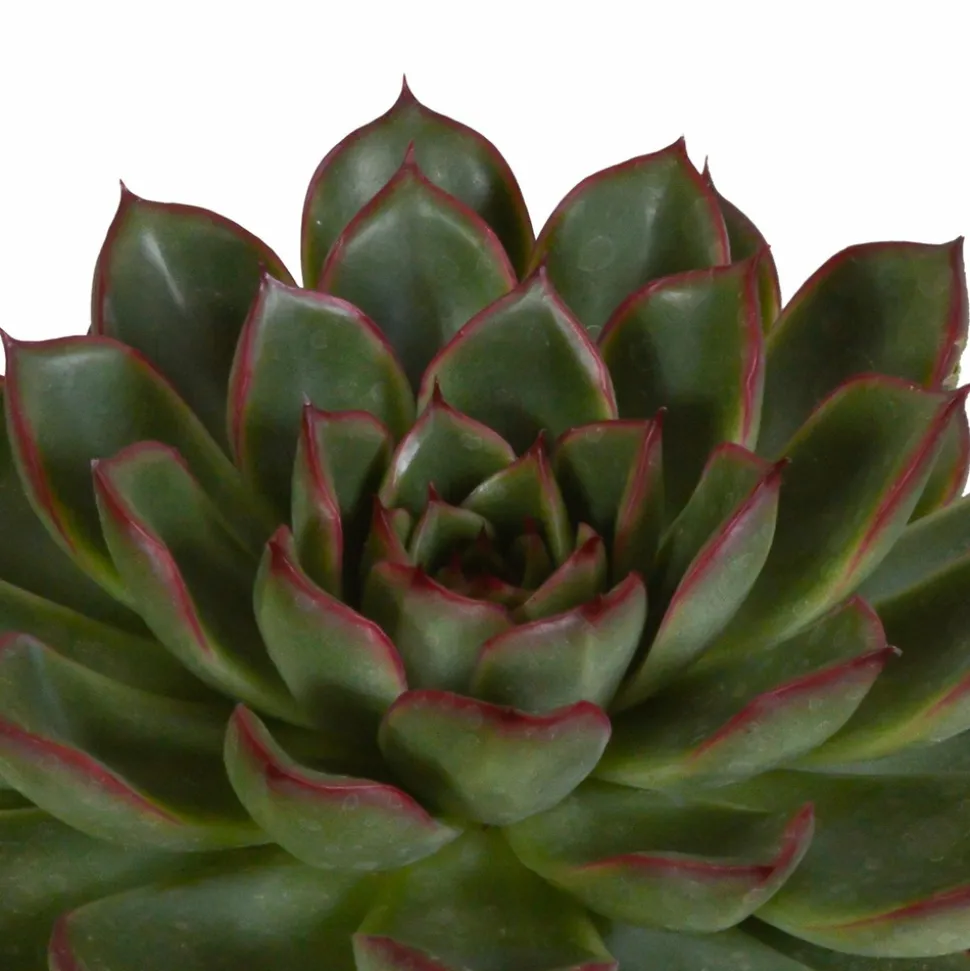 LA GREEN TOUCH - Coffret echeveria - lot de 3 plantes, h21cm