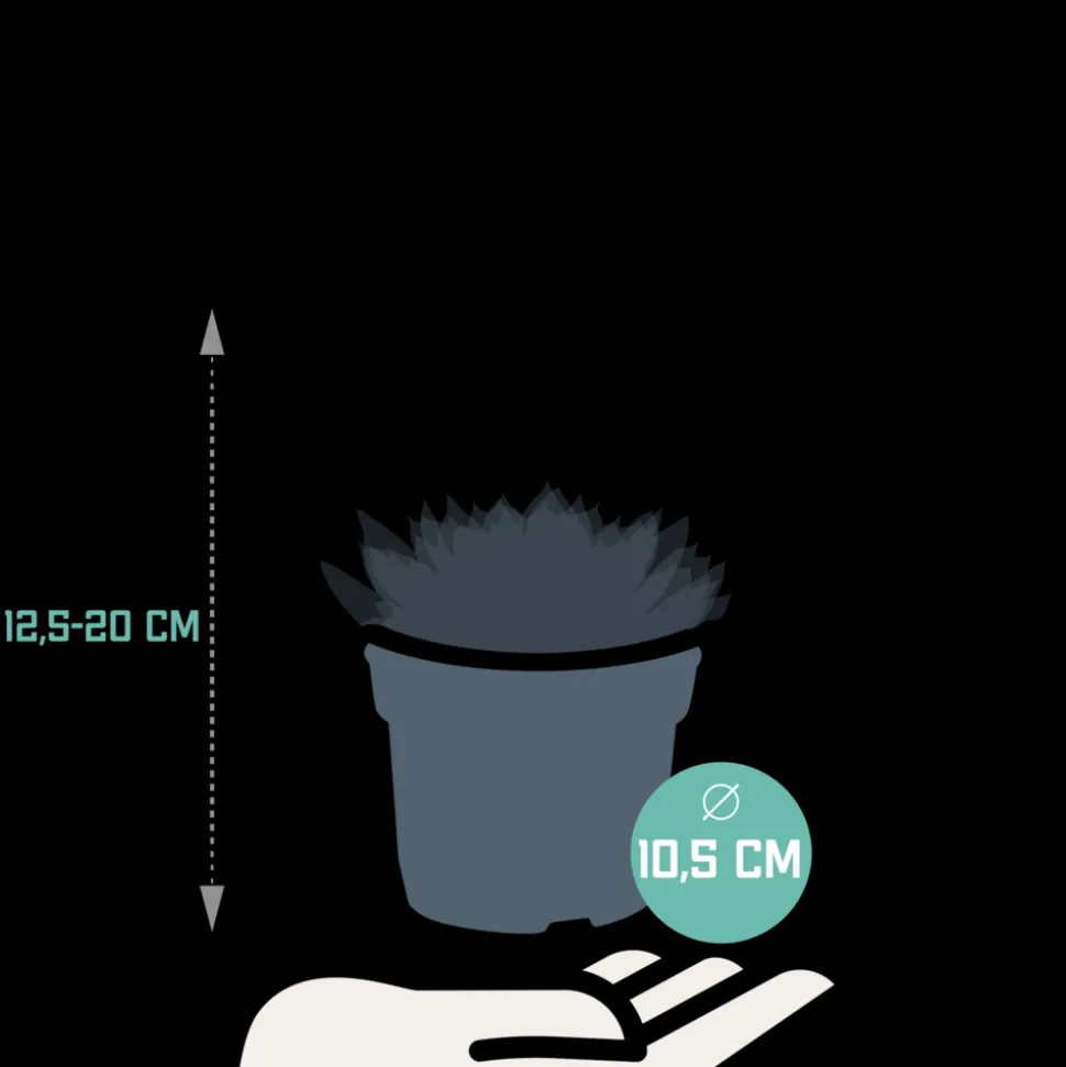 LA GREEN TOUCH - Coffret echeveria - lot de 3 plantes, h21cm