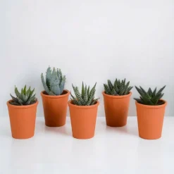 LA GREEN TOUCH - Coffret gasteria, haworthia et ses caches-pots terracotta - lot de 5 plantes, h13cm
