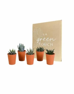 LA GREEN TOUCH - Coffret gasteria, haworthia et ses caches-pots terracotta - lot de 5 plantes, h13cm