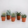 LA GREEN TOUCH - Coffret gasteria, haworthia - lot de 5 plantes, h13cm