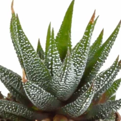 LA GREEN TOUCH - Coffret gasteria, haworthia - lot de 5 plantes, h13cm