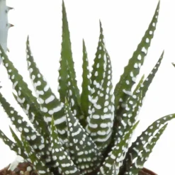 LA GREEN TOUCH - Coffret gasteria, haworthia - lot de 5 plantes, h13cm