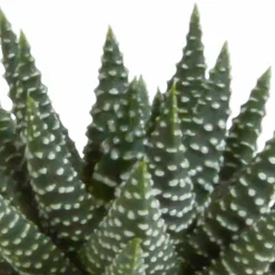 LA GREEN TOUCH - Coffret gasteria, haworthia - lot de 5 plantes, h13cm