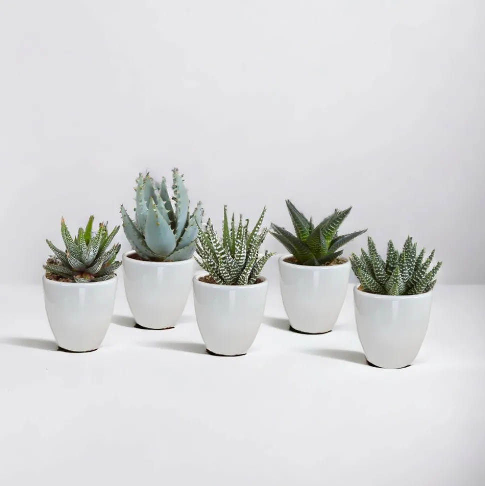 LA GREEN TOUCH - Coffret gasteria, haworthia et ses caches-pots blancs - lot de 5 plantes, h13cm