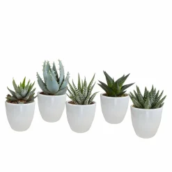 LA GREEN TOUCH - Coffret gasteria, haworthia et ses caches-pots blancs - lot de 5 plantes, h13cm