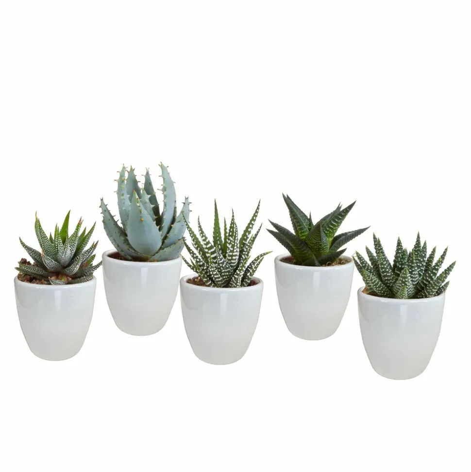LA GREEN TOUCH - Coffret gasteria, haworthia et ses caches-pots blancs - lot de 5 plantes, h13cm