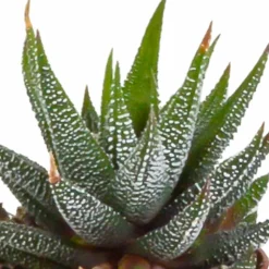 LA GREEN TOUCH - Coffret gasteria, haworthia et ses caches-pots blancs - lot de 5 plantes, h13cm