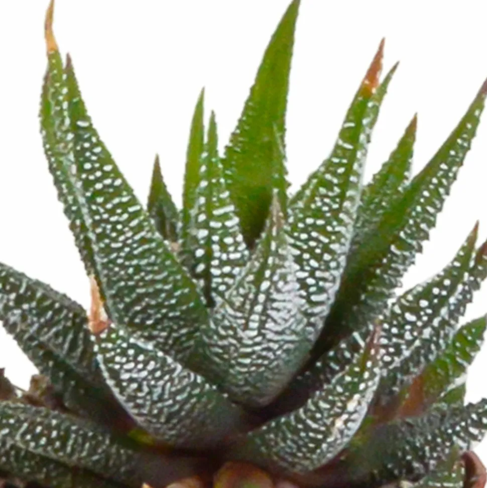 LA GREEN TOUCH - Coffret gasteria, haworthia et ses caches-pots blancs - lot de 5 plantes, h13cm